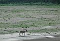 June 15, 2004 - Denali National Park, Alaska.<br />Caribou.