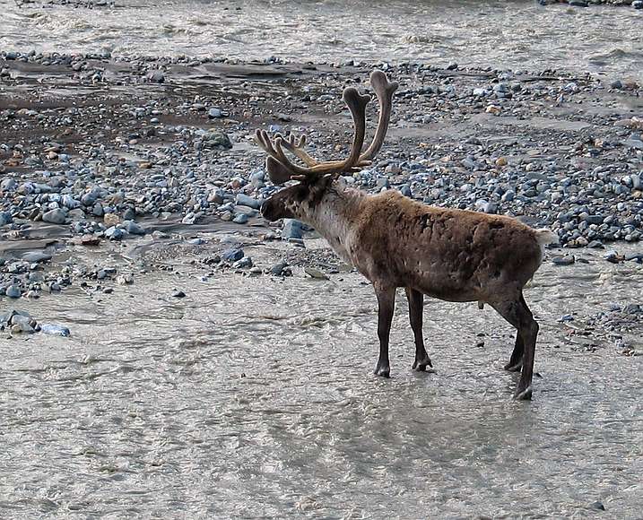 June 15, 2004 - Denali National Park, Alaska.<br />Caribou. Its coat looks mangy because it's shedding its winter fur.<br />The summer coat hasn't completely come in yet.