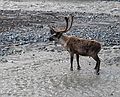 June 15, 2004 - Denali National Park, Alaska.<br />Caribou. Its coat looks mangy because it's shedding its winter fur.<br />The summer coat hasn't completely come in yet.