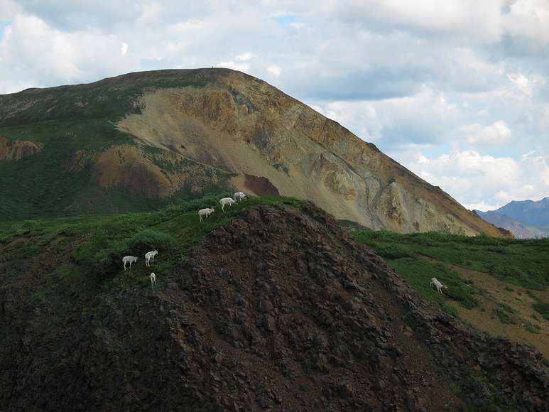 June 15, 2004 - Denali National Park, Alaska.<br />Dall sheep.