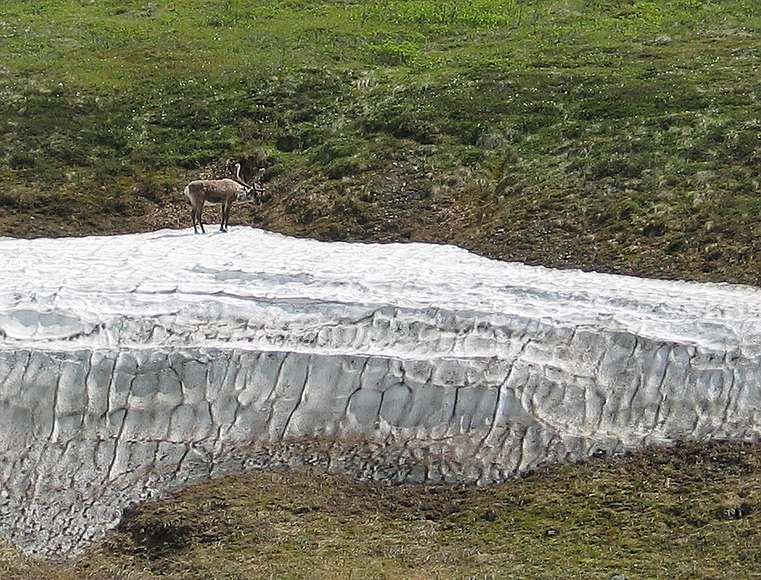 June 15, 2004 - Denali National Park, Alaska.<br />Caribou trying to escape the mosquitoes by standing on snow.