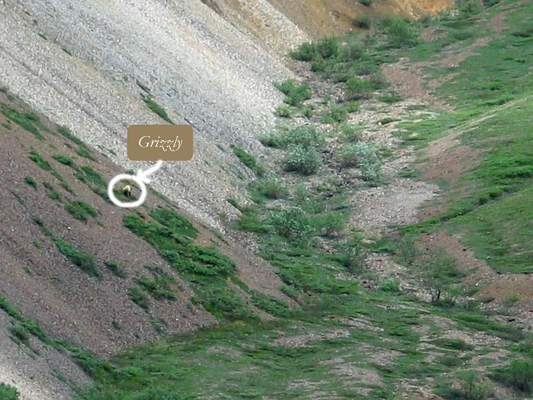 June 15, 2004 - Denali National Park, Alaska.