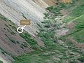 June 15, 2004 - Denali National Park, Alaska.