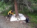June 16, 2004 - McKinley Village, near entrance to Denali National Park, Alaska.<br />Joyce cutting a template of a white spruce footprint at Denali River Cabins.