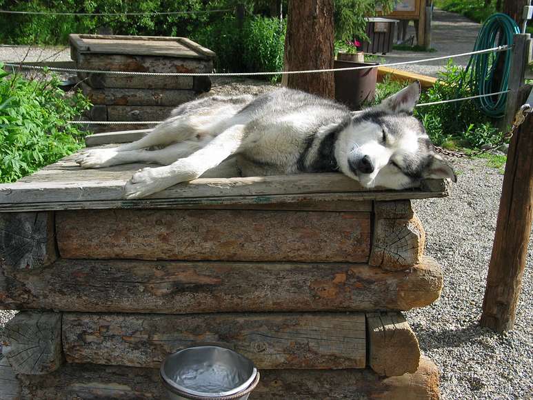 June 16, 2004 - Denali National Park, Alaska.<br />Dog sledding center and demo.
