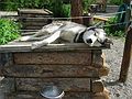 June 16, 2004 - Denali National Park, Alaska.<br />Dog sledding center and demo.