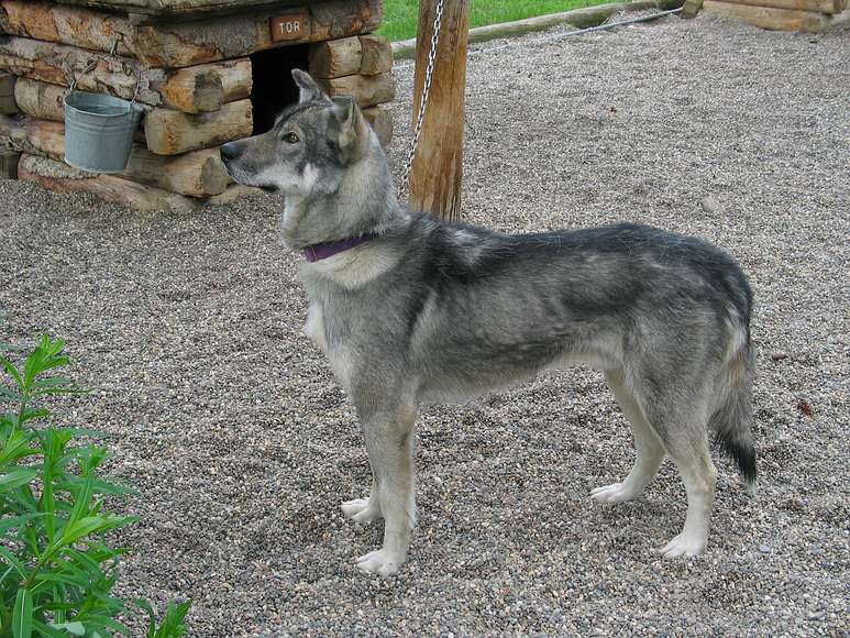 June 16, 2004 - Denali National Park, Alaska.<br />Dog sledding center and demo.