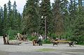 June 16, 2004 - Denali National Park, Alaska.<br />Dog sledding center and demo.