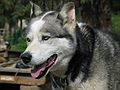 June 16, 2004 - Denali National Park, Alaska.<br />Dog sledding center and demo.