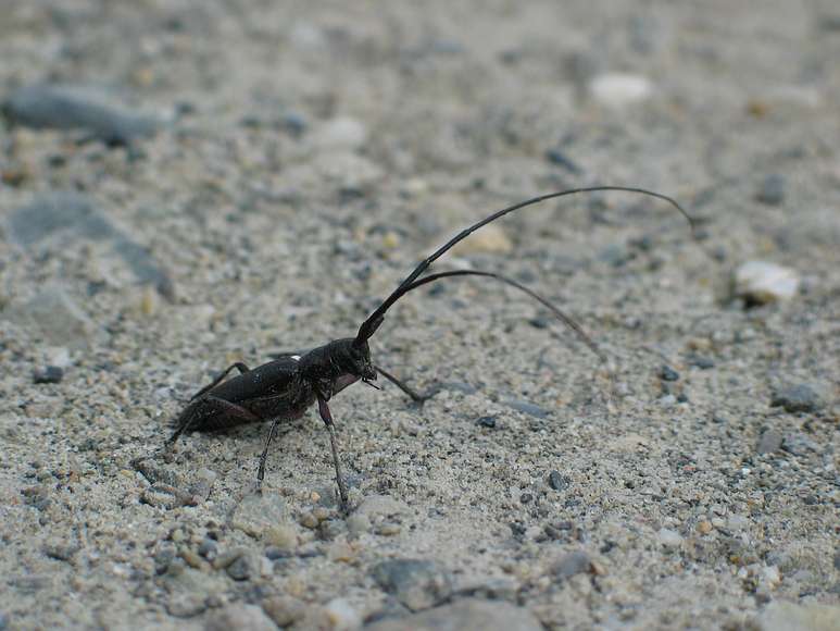 June 16, 2004 - Nenana, Alaska.<br />A long horned beatle.