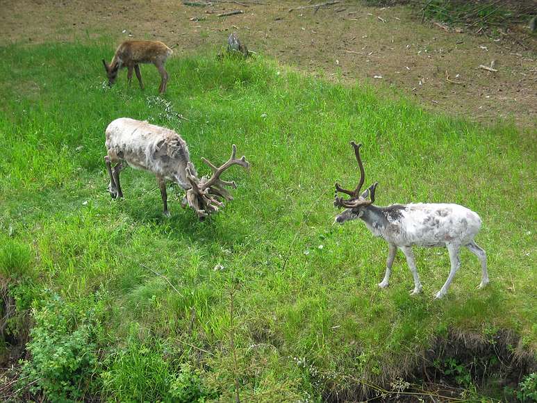 June 17, 2004 - Fairbanks, Alaska.<br />River boat trip on the Chena and Tanana Rivers.<br />Reindeer or caribou.