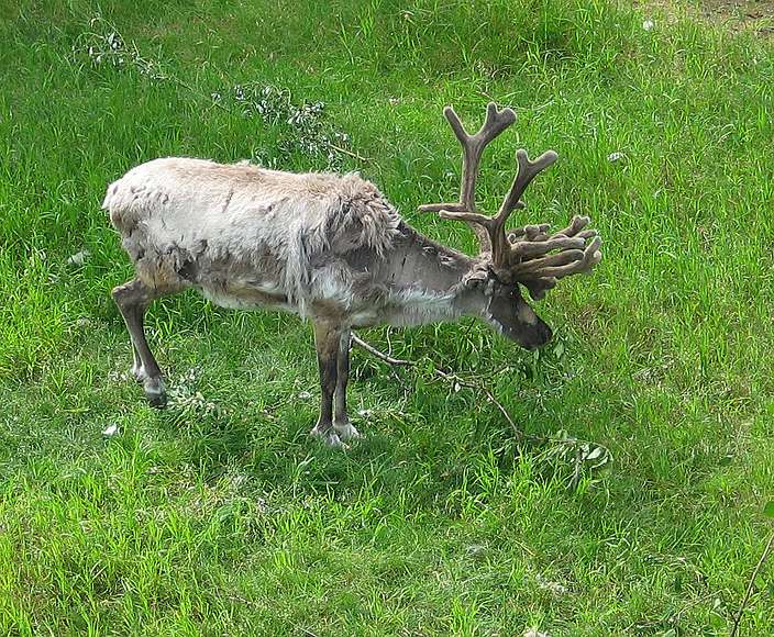 June 17, 2004 - Fairbanks, Alaska.<br />River boat trip on the Chena and Tanana Rivers.<br />Reindeer or caribou.