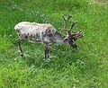 June 17, 2004 - Fairbanks, Alaska.<br />River boat trip on the Chena and Tanana Rivers.<br />Reindeer or caribou.
