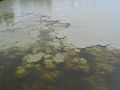 June 17, 2004 - Fairbanks, Alaska.<br />River boat trip on the Chena and Tanana Rivers.<br />The clear Chena River and the silty Tanana River waters mixing.