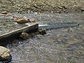 June 18, 2004 - Fairbanks, Alaska.<br />Creek in which Felix Pedro discovered gold,<br />and in which someone is still trying to recover some more.