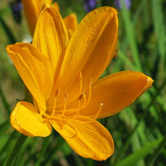 June 19, 2004 - University of Alaska, Fairbanks, Alaska.<br />Georgeson Botanical Gardens.