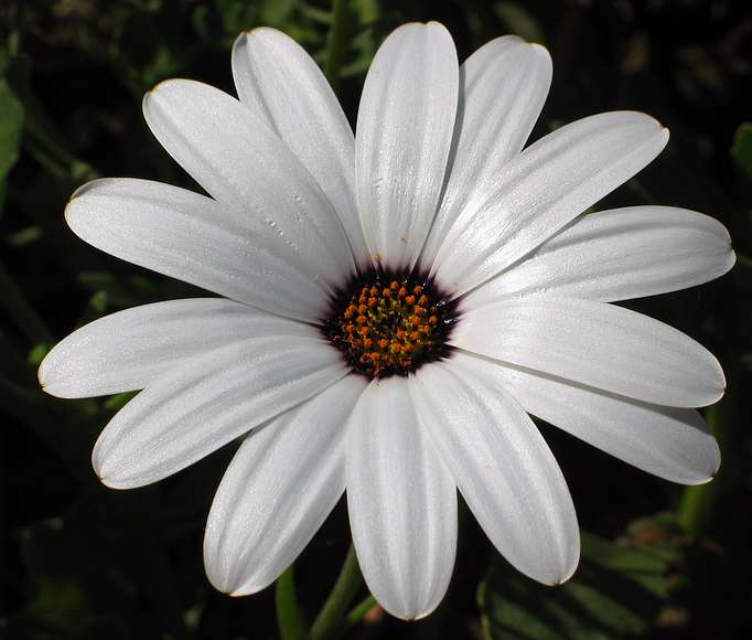 June 19, 2004 - University of Alaska, Fairbanks, Alaska.<br />Georgeson Botanical Gardens.
