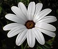 June 19, 2004 - University of Alaska, Fairbanks, Alaska.<br />Georgeson Botanical Gardens.