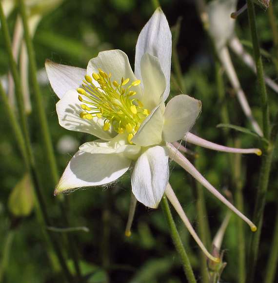 June 19, 2004 - University of Alaska, Fairbanks, Alaska.<br />Georgeson Botanical Gardens.<br />Columbine.