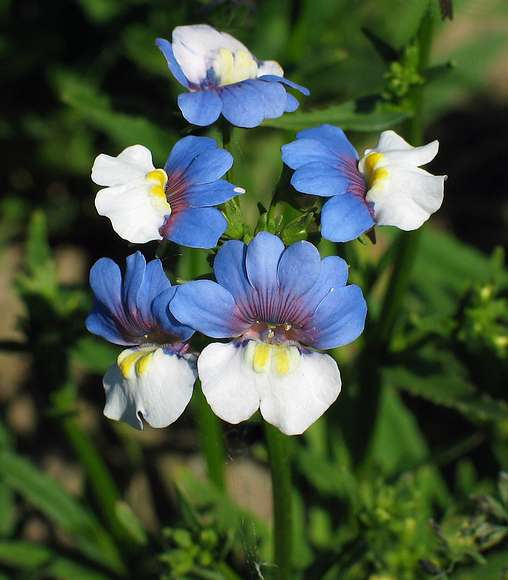 June 19, 2004 - University of Alaska, Fairbanks, Alaska.<br />Georgeson Botanical Gardens.