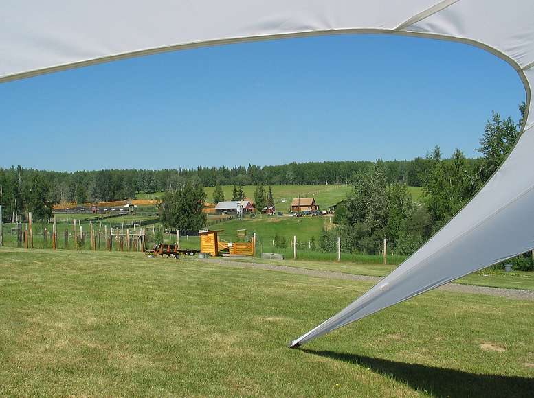 June 19, 2004 - Musk ox farm, University of Alaska, Fairbanks, Alaska.