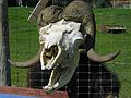 June 19, 2004 - Musk ox farm, University of Alaska, Fairbanks, Alaska.<br />Musk ox skull.