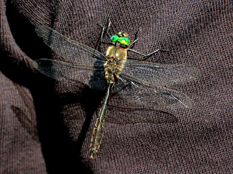 June 19, 2004 - Musk ox farm, University of Alaska, Fairbanks, Alaska.<br />Dragonfly.