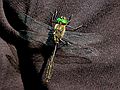 June 19, 2004 - Musk ox farm, University of Alaska, Fairbanks, Alaska.<br />Dragonfly.