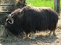 June 19, 2004 - Musk ox farm, University of Alaska, Fairbanks, Alaska.<br />Musk ox.