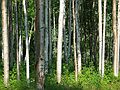 June 19, 2004 - Fairbanks, Alaska.<br />Birches in Bill and Michelle's back yard.