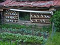 June 20, 2004 - Wiseman, Alaska.<br />Jack's house with wolf skulls and a vegetable garden.