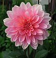 June 21, 2004 - University of Alaska, Fairbanks, Alaska.<br />Geophysical Institute.<br />Dahlia.