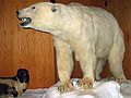 June 21, 2004 - University of Alaska, Fairbanks, Alaska.<br />Museum.<br />Polar bear.