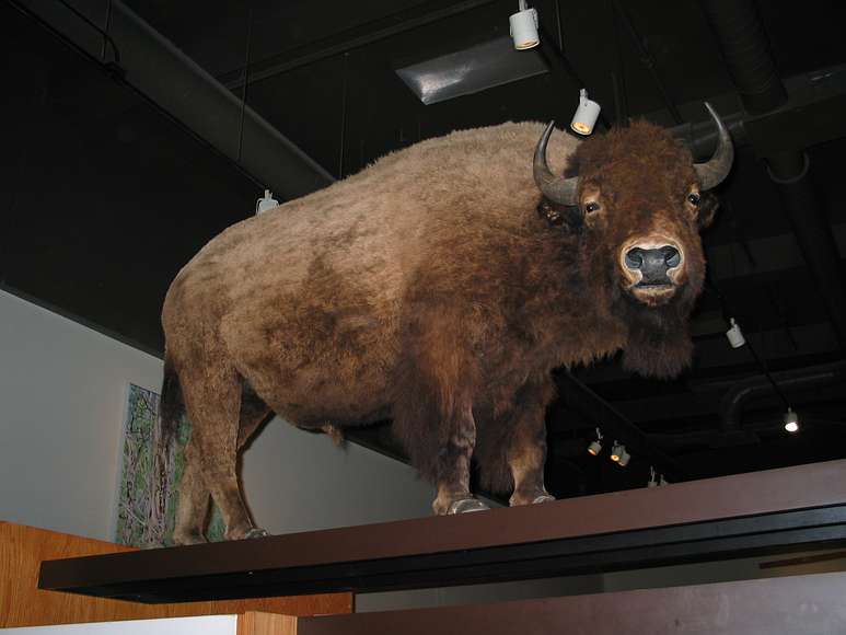 June 21, 2004 - University of Alaska, Fairbanks, Alaska.<br />Museum.<br />Bison.