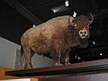 June 21, 2004 - University of Alaska, Fairbanks, Alaska.<br />Museum.<br />Bison.