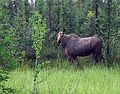 June 22, 2004 - Along the Chena Hot Springs Road.<br />Moose.