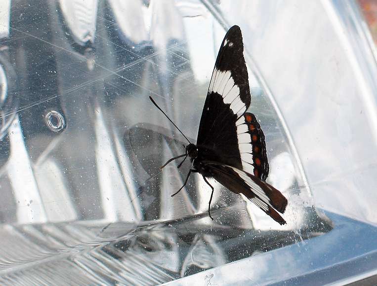 June 22, 2004 - Along the Chena Hot Springs Road.<br />A butterfly on the headlight of our rental car.