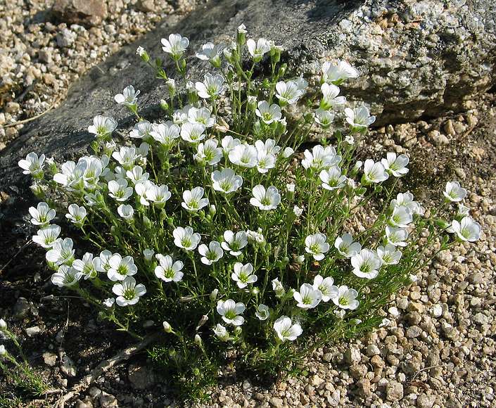 June 22, 2004 - Along the Chena Hot Springs Road.<br />On the Angel Rocks Trail.