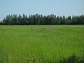June 22, 2004 - Fairbanks, Alaska.<br />Creamer's fields.
