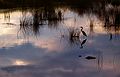 July 16, 2004 - Newburyport, Massachusetts.<br />Great blue heron, from Curzon Mills bridge over the Artichoke River.