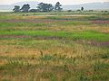 August 20, 2004 - Parker River National Wildlife Preserve, Plum Island, Massachusetts.