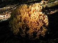 Sept. 19, 2004 - Pawtuckaway State Park, New Hampshire.<br />Fungi along Mountain Trail.