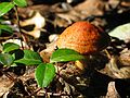 Sept. 19, 2004 - Pawtuckaway State Park, New Hampshire.<br />A small mushroom along Mauntain Trail.