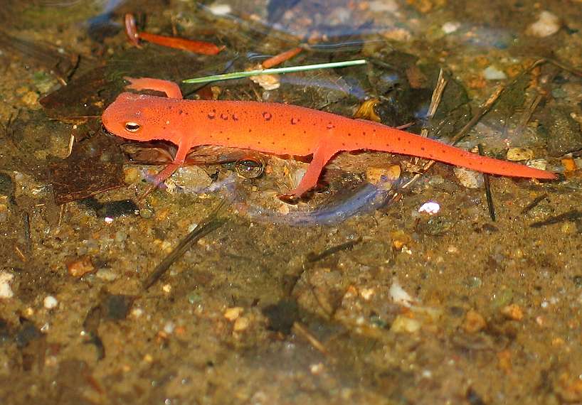 Sept. 19, 2004 - Pawtuckaway State Park, New Hampshire.<br />An eft.