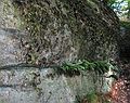 Sept. 19, 2004 - Pawtuckaway State Park, New Hampshire.<br />Along South Ridge Trail on South Mountain.
