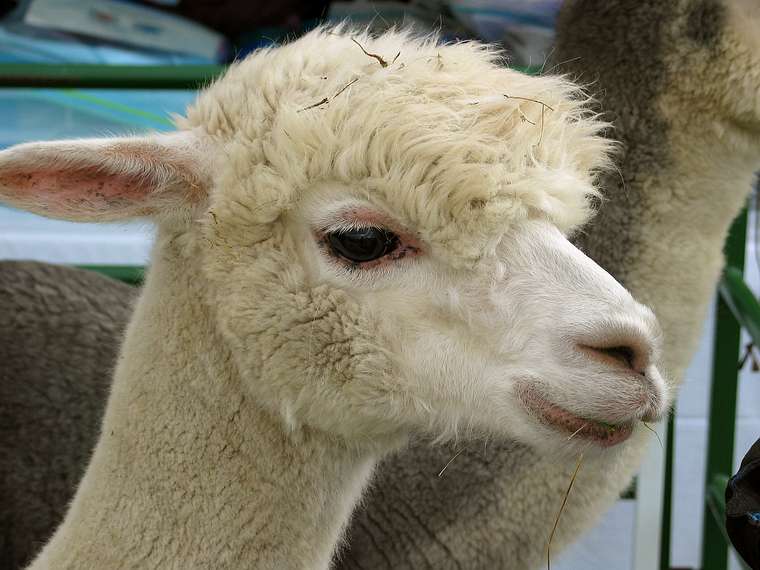 Sept. 25, 2004 - Common Ground County Fair, Unity, Maine.<br />An alpaca.