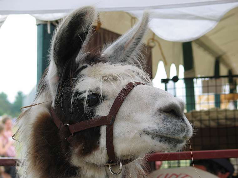 Sept. 25, 2004 - Common Ground County Fair, Unity, Maine.<br />Llama.