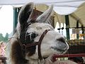 Sept. 25, 2004 - Common Ground County Fair, Unity, Maine.<br />Llama.