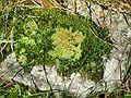 Sept. 26, 2004 - Camden Hills State Park, Maine.