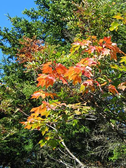 Sept. 26, 2004 - Camden Hills State Park, Maine.
